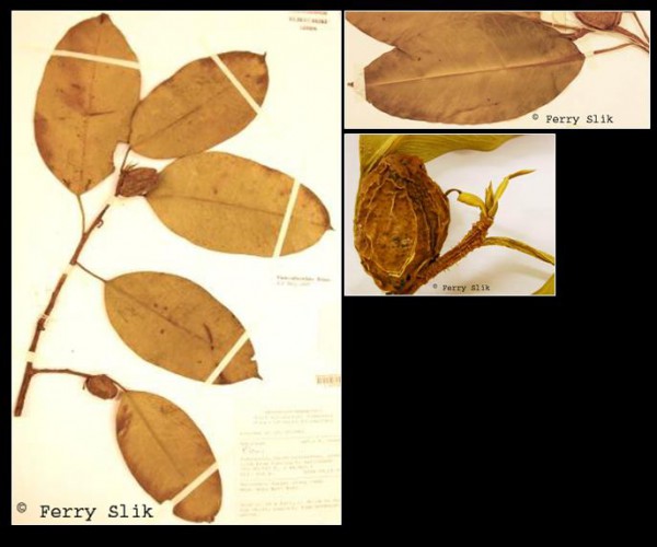 Description: http://www.asianplant.net/Moraceae/Ficus_subcordata.jpg