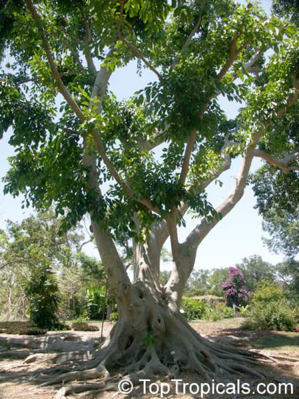 Description: D:\Kris Adji AW - SGB\pohon wunut 2.jpg